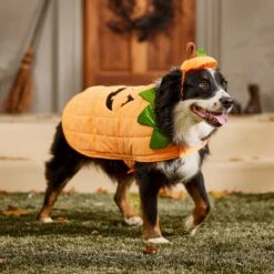 Frisco Pumpkin Dog & Cat Costume -Dog - Cat Shop 144446 PT7. AC SS1800 V1567180408