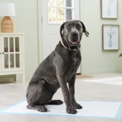 Frisco Premium Giant Dog Training & Potty Pads 15 Frisco Premium Giant Dog Training & Potty Pads -Dog - Cat Shop 152699 PT6. AC SS1800 V1674671620