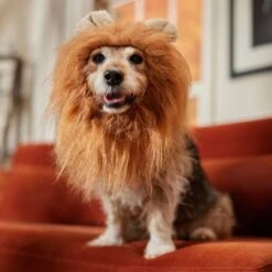 Frisco Lion Mane Dog & Cat Costume -Dog - Cat Shop 158732 PT7. AC SS1800 V1691686202