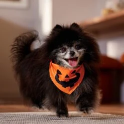 Frisco Jack O' Lantern Pumpkin Dog & Cat Bandana -Dog - Cat Shop 158934 PT4. AC SS1800 V1564430535