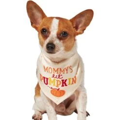 Frisco Mommy's Lil Pumpkin Dog & Cat Bandana -Dog - Cat Shop 158936 PT2. AC SS1800 V1689629423