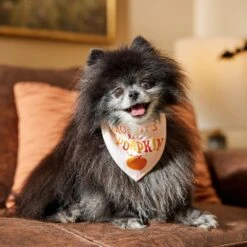 Frisco Mommy's Lil Pumpkin Dog & Cat Bandana -Dog - Cat Shop 158936 PT4. AC SS1800 V1633064807