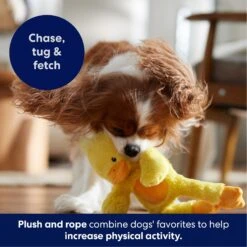 Frisco Duck Plush With Inside Rope Squeaky Dog Toy -Dog - Cat Shop 174723 PT4. AC SS1800 V1695671059