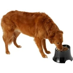 Frisco Stainless Steel Bowl With Elevated Stand -Dog - Cat Shop 216020 PT6. AC SS1800 V1605653241