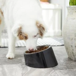 Frisco Stainless Steel Bowl With Elevated Stand -Dog - Cat Shop 216020 PT7. AC SS1800 V1605662208