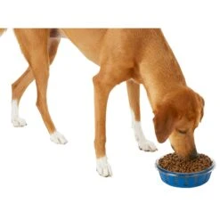 Frisco Chevron Design Glass Bowl With Silicone Sleeve -Dog - Cat Shop 216049 PT6. AC SS1800 V1605654757