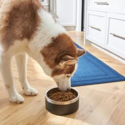 Frisco Insulated Two-Toned Non-Skid Stainless Steel Dog & Cat Bowl 13 Frisco Insulated Two-Toned Non-Skid Stainless Steel Dog & Cat Bowl -Dog - Cat Shop 257168 PT8. AC SS1800 V1615840126