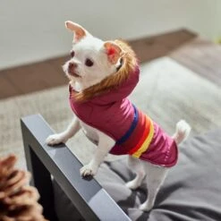 Frisco Mediumweight Colorblock Adventure Insulated Dog & Cat Parka -Dog - Cat Shop 268421 PT8. AC SS1800 V1629835230
