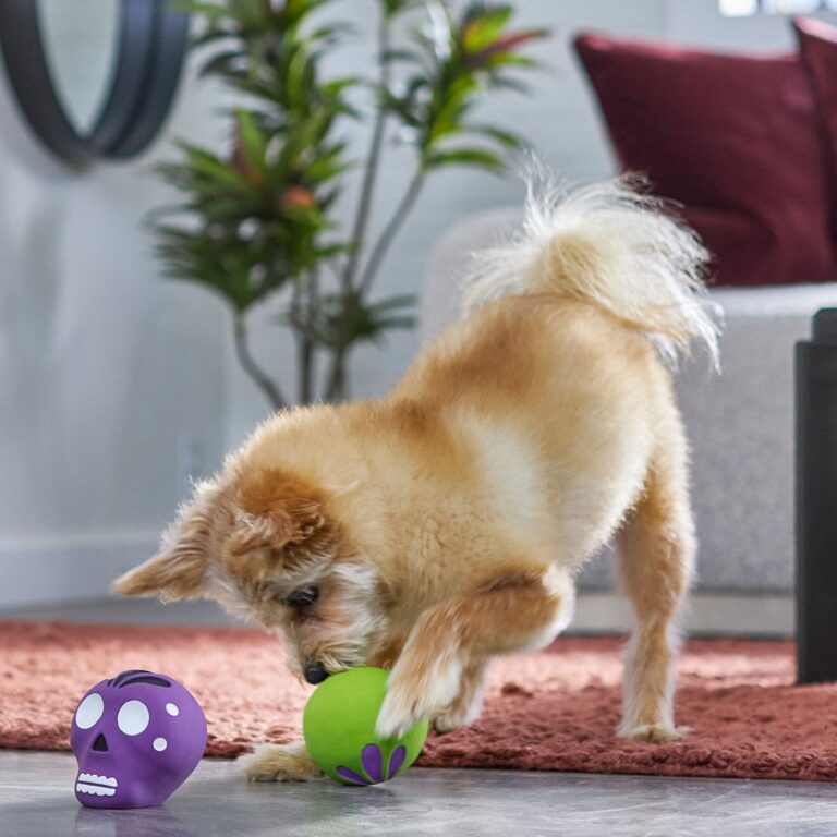 Dog - Cat Shop 26 Dog - Cat Shop -Dog - Cat Shop 270518 PT3. AC SS1800 V1689878507 768x768 1