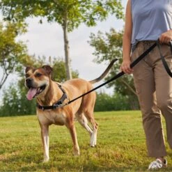 Frisco Basic No Pull Harness -Dog - Cat Shop 277873 PT4. AC SS1800 V1629816999