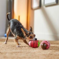 Frisco Valentine Chocolate Covered Strawberries Latex Squeaky Dog Toy -Dog - Cat Shop 298923 PT3. AC SS1800 V1701365172