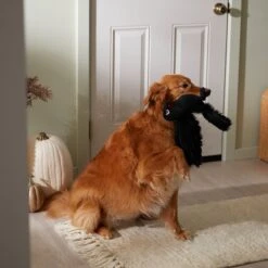 Frisco Halloween Crow Plush Squeaky Dog Toy -Dog - Cat Shop 344156 PT3. AC SS1800 V1657657048