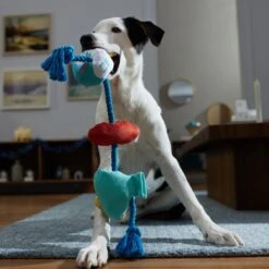 Frisco Hanukkah Celebration Plush With Rope Squeaky Dog Toy -Dog - Cat Shop 360986 PT3. AC SS1800 V1661874063