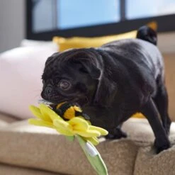 Frisco Spring Sunflower Plush Squeaky Dog Toy -Dog - Cat Shop 546766 PT4. AC SS1800 V1702500565