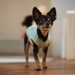 Frisco Just Another Day In Paradise Dog & Cat T-Shirt -Dog - Cat Shop 556406 PT5. AC SS1800 V1675099506