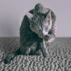 CatGuru Litter Mat, Gray -Dog - Cat Shop 641030 PT4. AC SS1800 V1663797989