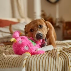 Frisco Halloween Zany Monster Muscle Plush Squeaky Dog Toy -Dog - Cat Shop 668166 PT3. AC SS1800 V1689271301