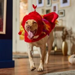 Frisco Flying Phoenix Dog & Cat Costume -Dog - Cat Shop 708150 PT7. AC SS1800 V1689343869