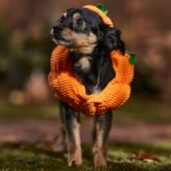Frisco Pumpkin Ball Dog & Cat Costume -Dog - Cat Shop 708902 PT7. AC SS1800 V1689282553