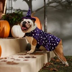Frisco Cosmic Witch Dog & Cat Costume -Dog - Cat Shop 708982 PT7. AC SS1800 V1689350987